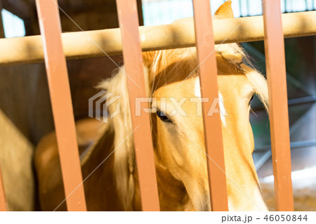 馬 午 アジア人 46050844