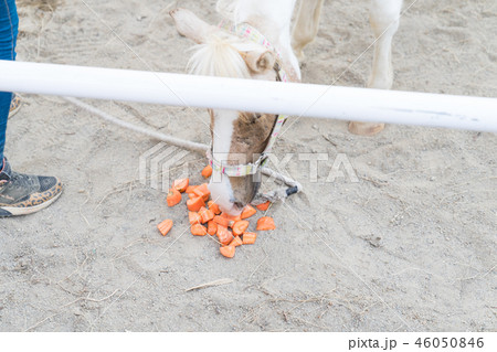 馬 午 アジア人 46050846