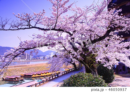 長良川（岐阜県）長良橋周辺に咲く桜の花 46050937
