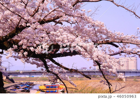 長良川（岐阜県）長良橋周辺に咲く桜の花 46050963