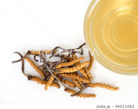 mushroom cordyceps this a herbs. mushroom cordyceps this a herbs. 46051062