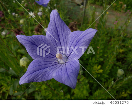 キキョウ 46051276