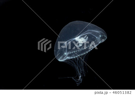 Jellyfish isolated on black background Jellyfish isolated on black background 46051382