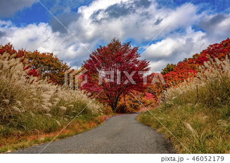 紅葉とススキの高原 紅葉とススキの高原 46052179