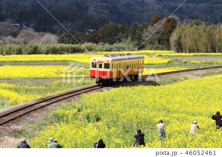 菜の花と鉄道 46052461