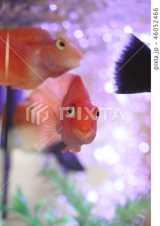 金魚さん 46052466