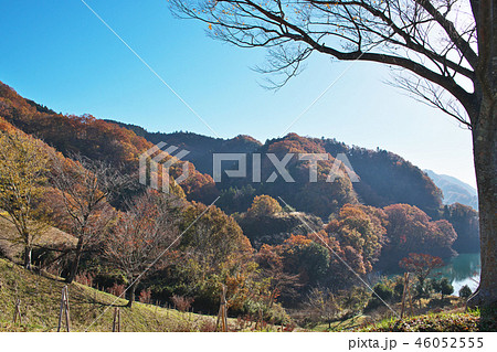鳥居原園地から見える風景　宮ケ瀬湖と紅葉 46052555