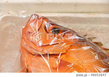 魚 魚 46052647