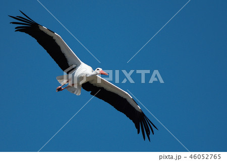 Flying stork under blue sky 46052765