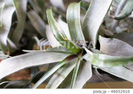 Air Plants Air Plants 46052910