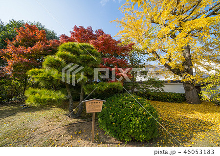 栗林公園 香川県高松市 紅葉前線標本木と黄葉したイチョウの標本木 18年11月撮影の写真素材