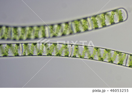 アオミドロ 46053255