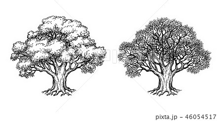 Ink Sketch Of Oak Tree のイラスト素材 46054517 Pixta