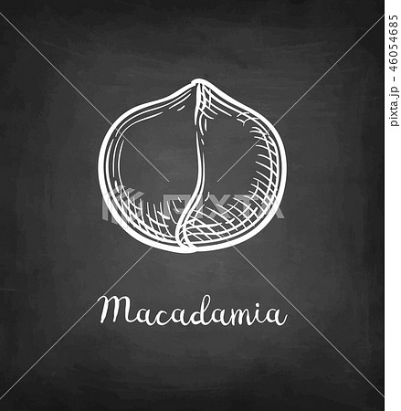 Chalk sketch of Macadamia. Chalk sketch of Macadamia. 46054685
