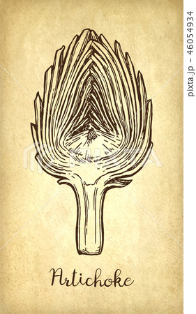 Ink sketch of sliced artichoke. Ink sketch of sliced artichoke. 46054934