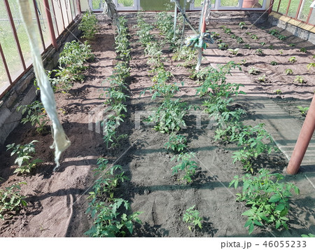 beds of greenery in the greenhouse 46055233