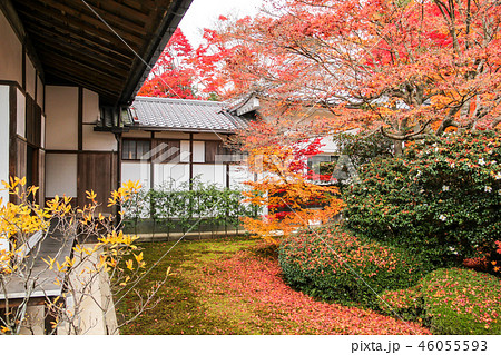 源光庵の紅葉、紅葉の降り積もる庭 46055593