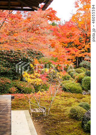 源光庵の紅葉、紅葉の降り積もる庭 46055594