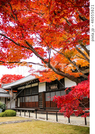 源光庵の紅葉、本堂前 源光庵の紅葉、本堂前 46055621