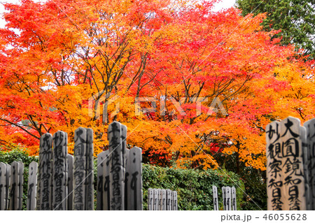 源光庵の紅葉、境内と卒塔婆 46055628