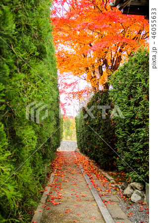 源光庵の紅葉、境内の奥道に楓の落葉 46055633