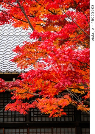 源光庵の紅葉、本堂前の楓 46055638