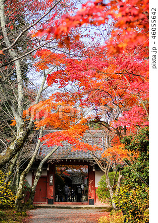 常照寺、吉野門前の紅葉 常照寺、吉野門前の紅葉 46055642