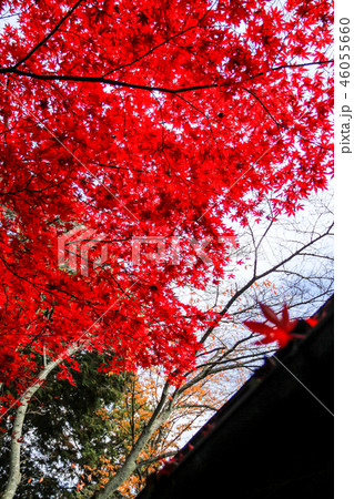 常照寺、茶室「遺芳庵」と真っ赤な楓 46055660