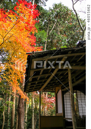 常照寺、茶室「遺芳庵」の吉野窓と紅葉 常照寺、茶室「遺芳庵」の吉野窓と紅葉 46055662