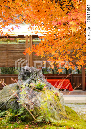 常照寺境内、茶席に紅葉 46055666