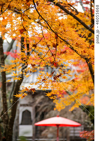 常照寺、鬼子母神堂前の茶席に紅葉 46055668