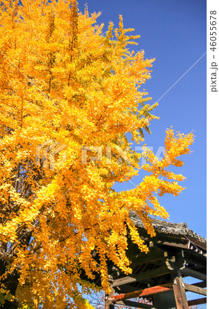 本隆寺の秋、大銀杏の黄葉と鐘楼 46055678
