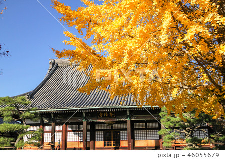 本隆寺の秋、大銀杏の黄葉と本堂 46055679