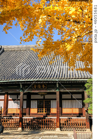 本隆寺の秋、大銀杏の黄葉と本堂 46055681