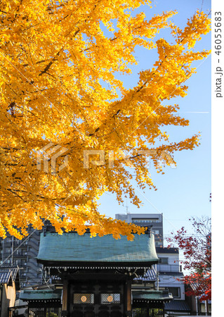 本隆寺の秋、大銀杏の黄葉と山門 46055683