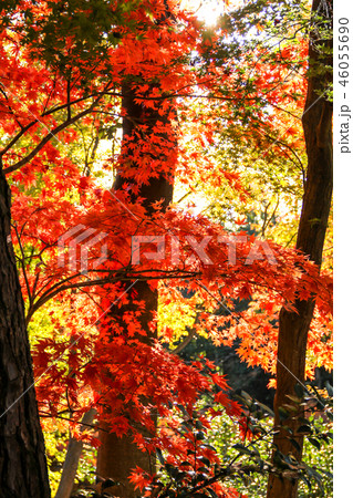 北野天満宮の秋、御土居の紅葉 46055690