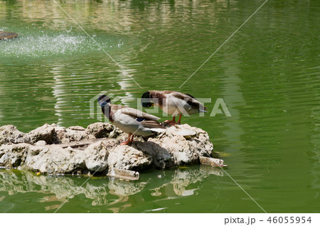 Park in the Andalusia Sevilla in Spain 46055954