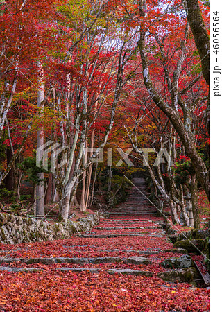 鶏足寺 紅葉 鶏足寺 紅葉 46056564