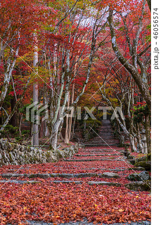 鶏足寺 紅葉 鶏足寺 紅葉 46056574