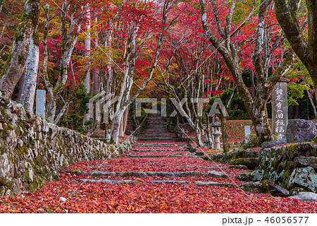 鶏足寺 紅葉 鶏足寺 紅葉 46056577