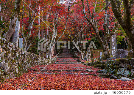 鶏足寺 紅葉 鶏足寺 紅葉 46056579