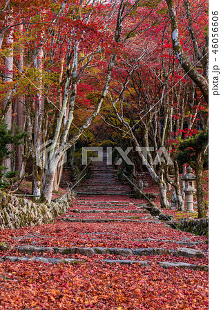 鶏足寺 紅葉 鶏足寺 紅葉 46056606