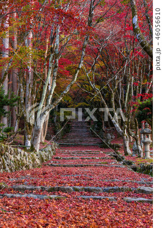鶏足寺 紅葉 鶏足寺 紅葉 46056610