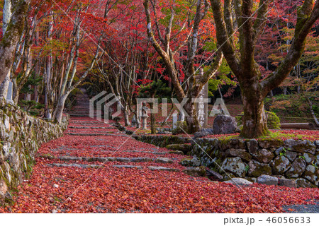 鶏足寺　紅葉 46056633