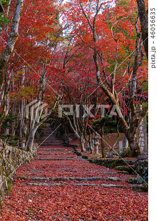 鶏足寺　紅葉 46056635
