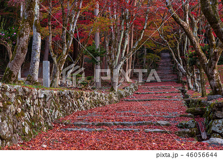 鶏足寺 紅葉 鶏足寺 紅葉 46056644