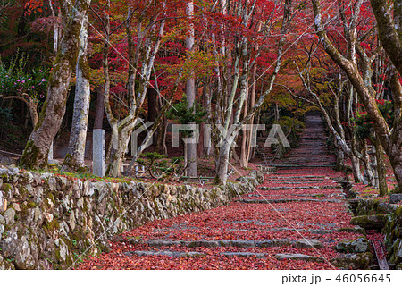 鶏足寺 紅葉 鶏足寺 紅葉 46056645