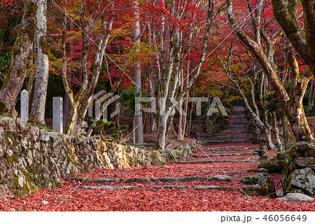 鶏足寺 紅葉 鶏足寺 紅葉 46056649