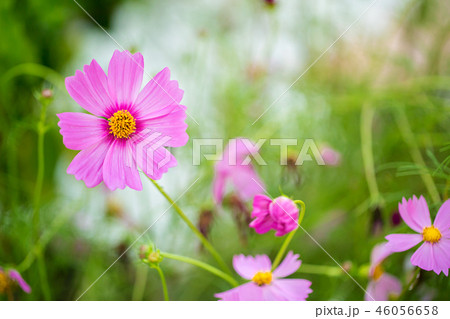 Cosmos flowers blooming in the garden. 46056658