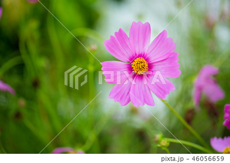 Cosmos flowers blooming in the garden. 46056659